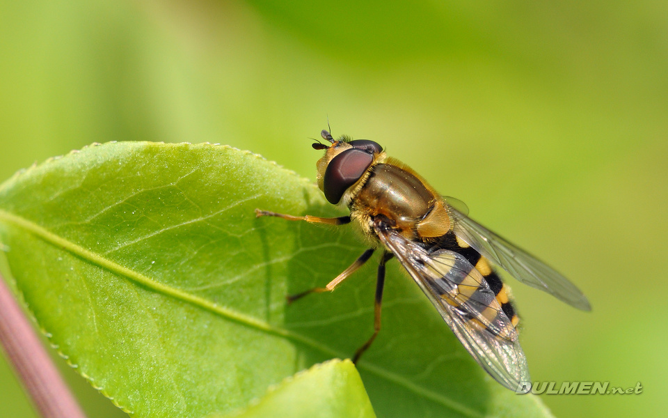 Hoverfly (Male, Epistrophe melanostoma)